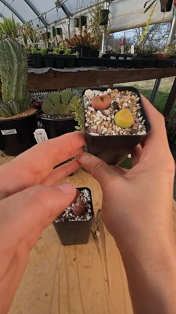 plant/Conophytum maughanii - 2 plants-0