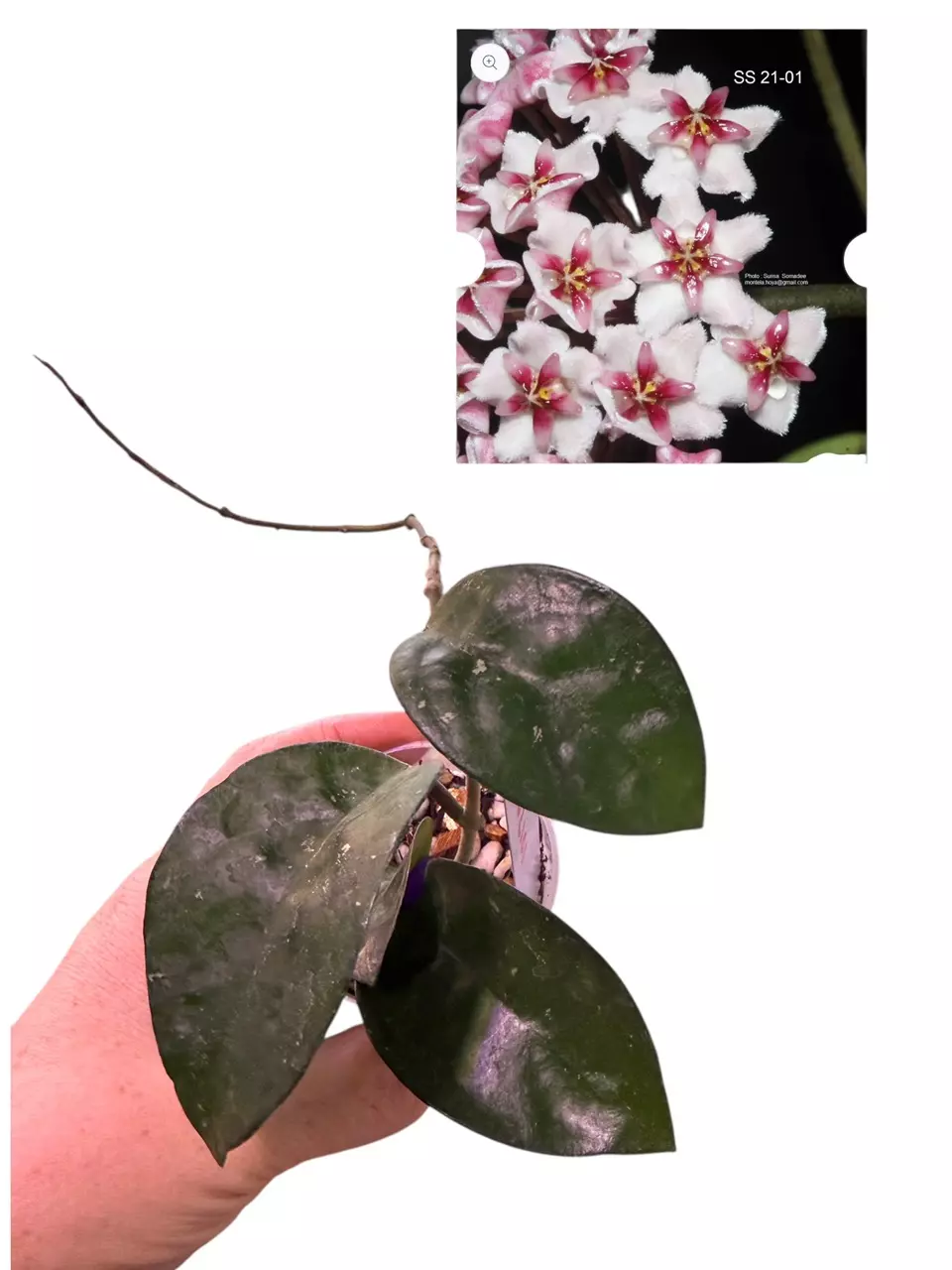 plant/27-Hoya SS 21-01 from Surisa S. Erithrostemma x Krinkle 8-0