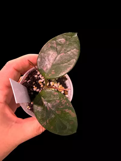 plant/28-hoya so Lai Chao-0-thumbnail