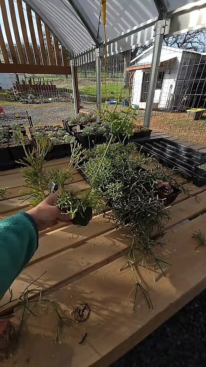 plant/Rhipsalis cereuscula - coral cactus-0