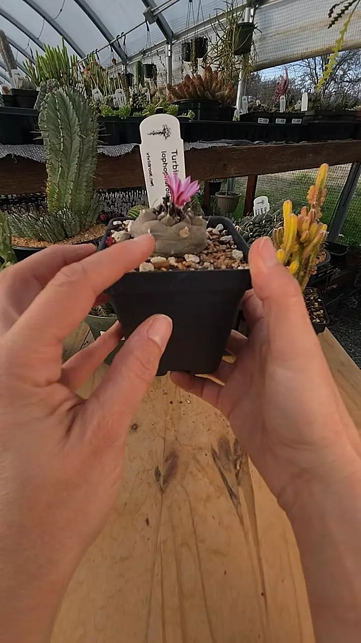 plant/Turbinocarpus lophophoroides 3.5"-0