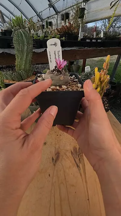 plant/Turbinocarpus lophophoroides 3.5"-0-thumbnail