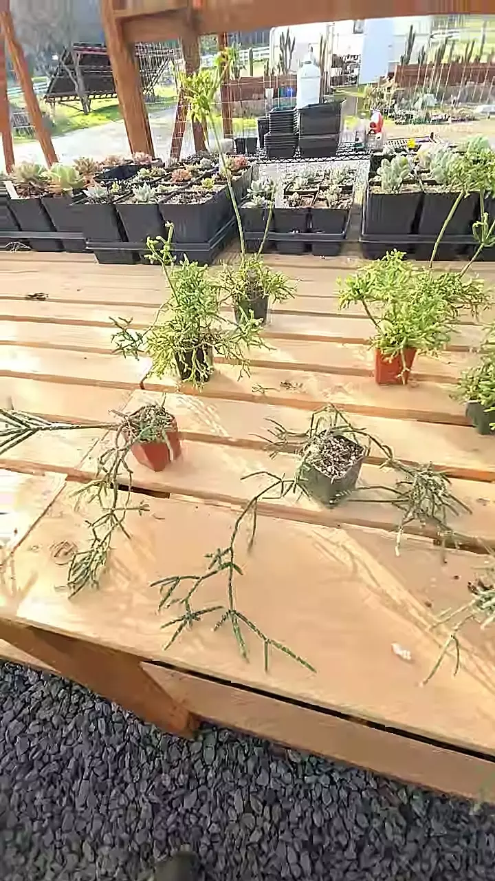 plant/Rhipsalis pilocarpa-0