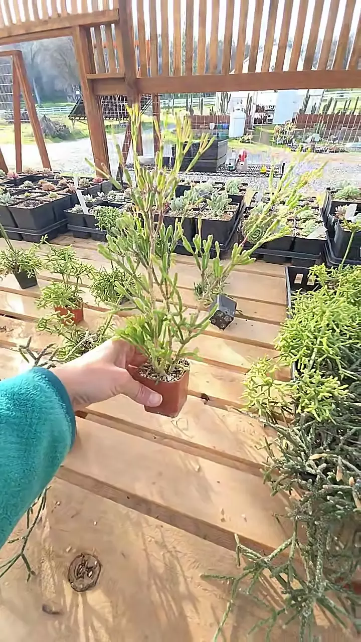 plant/Rhipsalis salicornoides - dancing bones-0