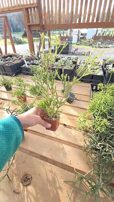 plant/Rhipsalis salicornoides - dancing bones-0-thumbnail