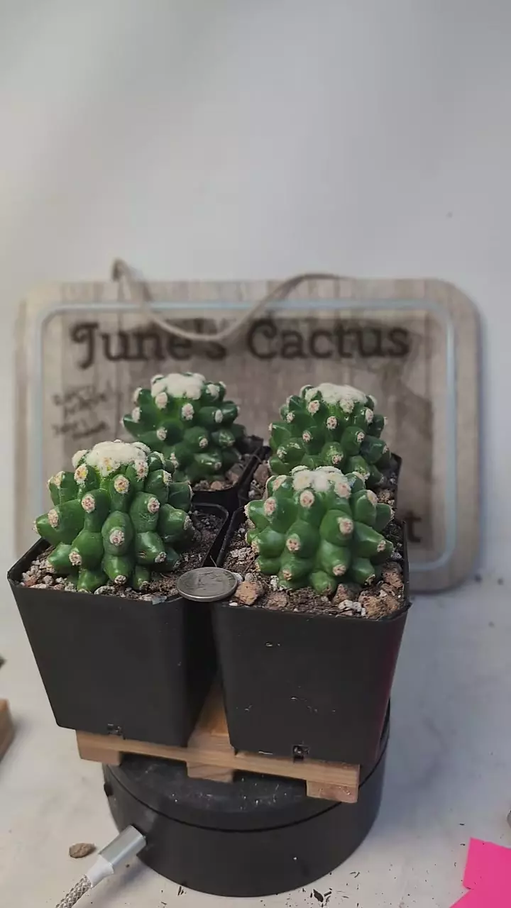 plant/j373 tiny spine golden barrel cactus 2.25" pot gc-0