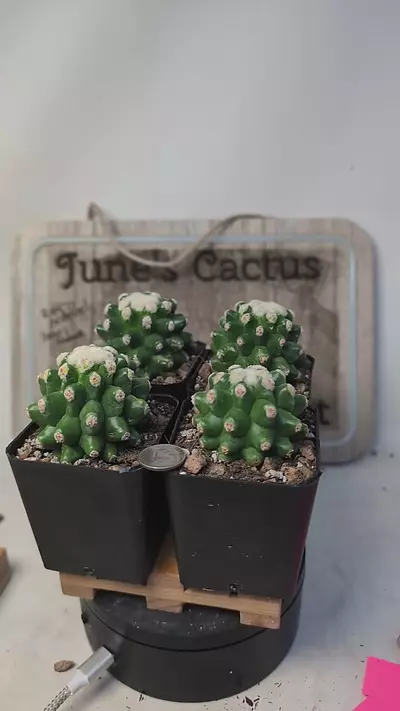 plant/j373 tiny spine golden barrel cactus 2.25" pot gc-0-thumbnail