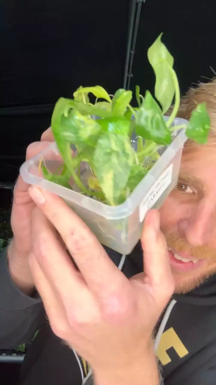 plant/Alocasia simpo yellow 1 pack TC growers choice-0