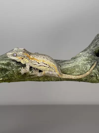 plant/Orange Stripe gargoyle-1-thumbnail