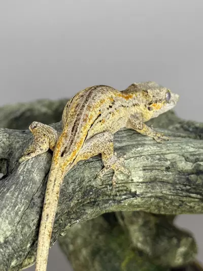 plant/Orange Stripe gargoyle-2-thumbnail