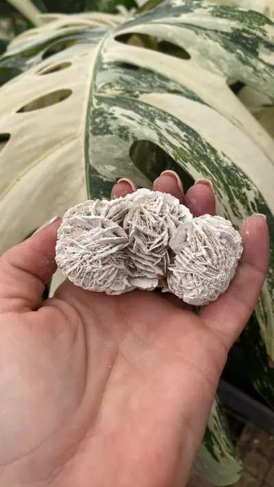 plant/PSS-0103 Selenite “Desert Rose”-0-thumbnail