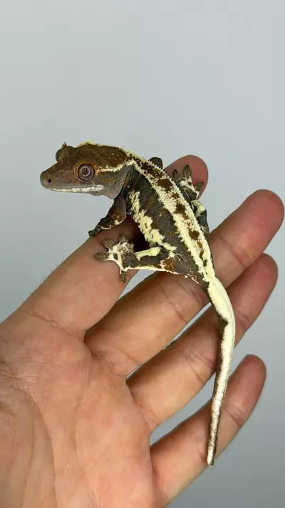 plant/Frappuccino crestie female-0-thumbnail