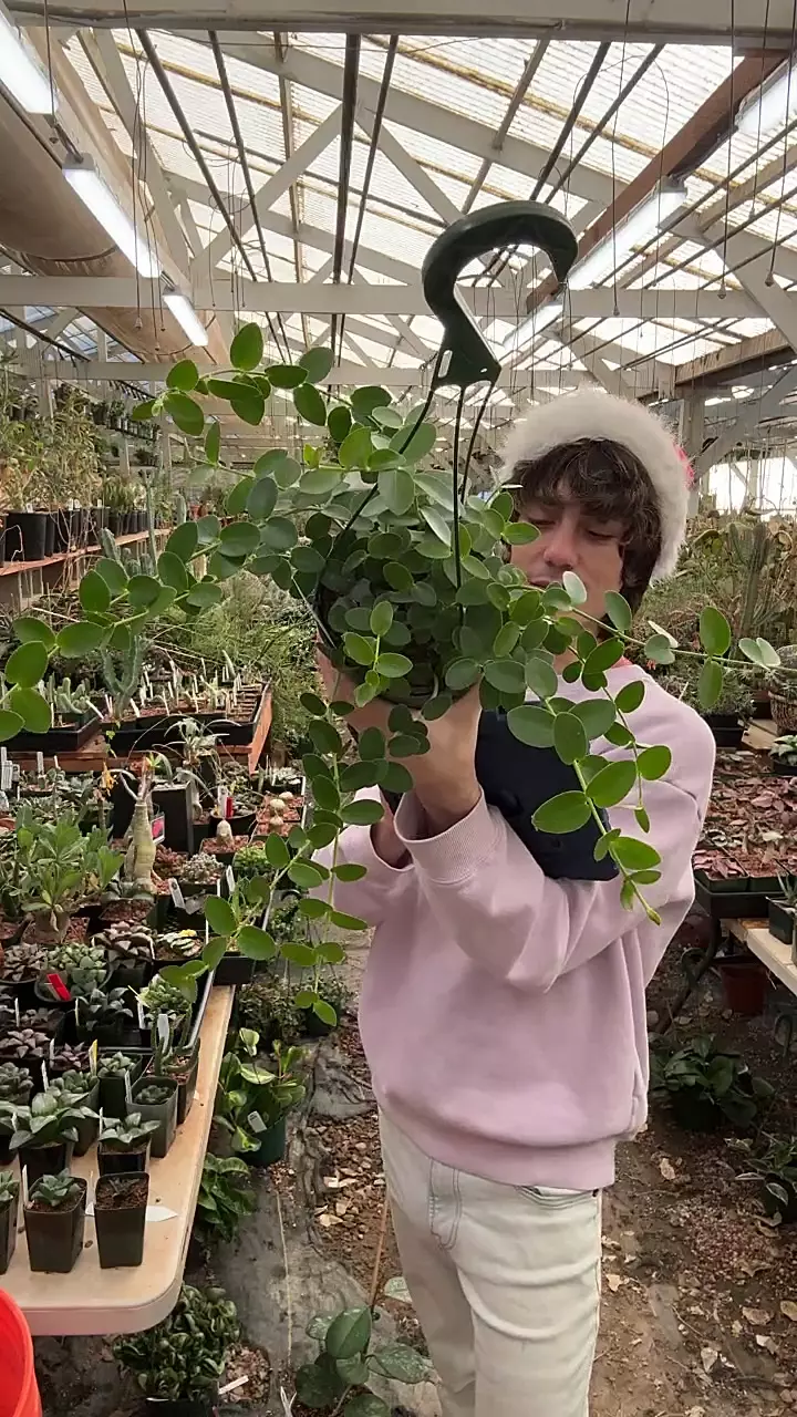 plant/H563 cumingiana-0