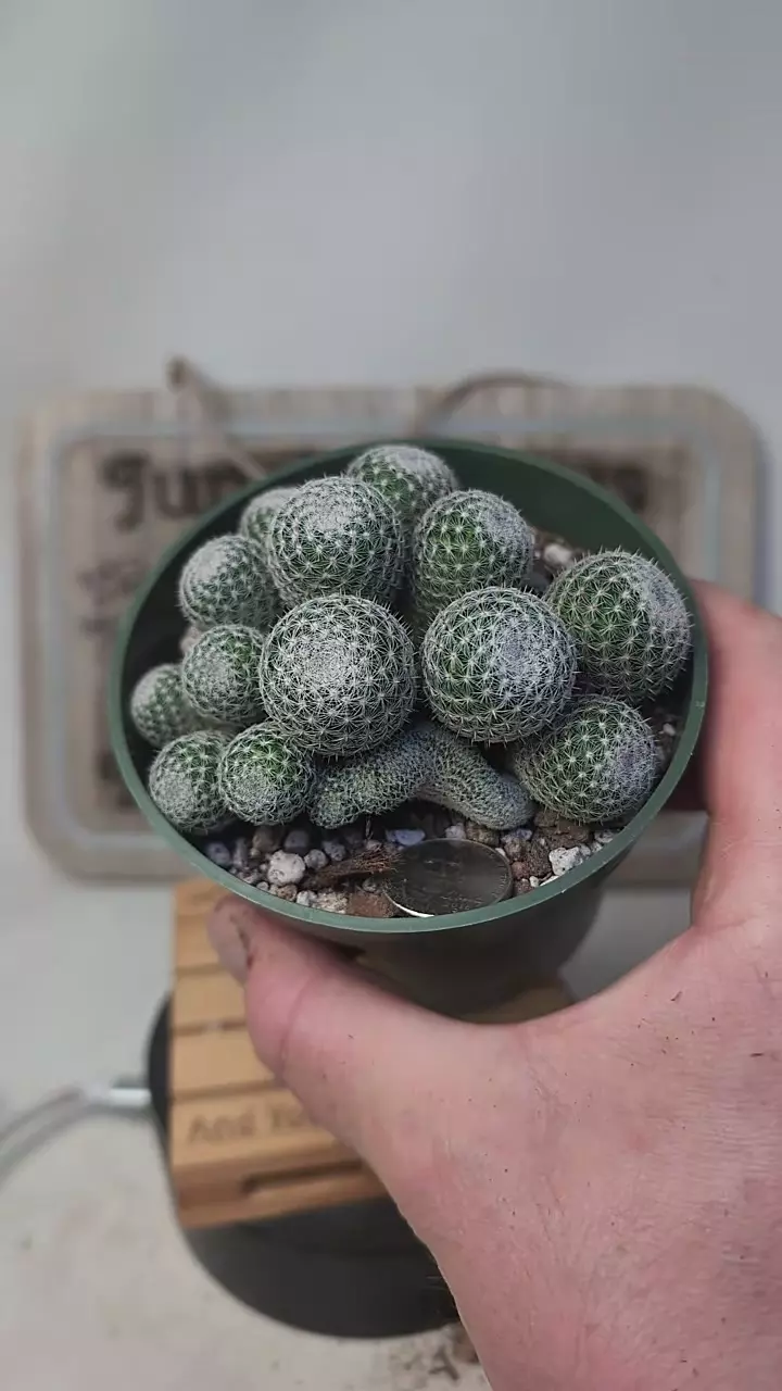 plant/j438 mammillaria microthele cluster 4" pot-0