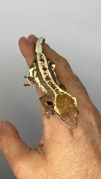 plant/Frappuccino crestie female-4-thumbnail