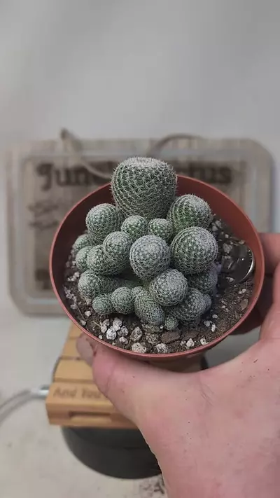 plant/j437 mammillaria microthele cluster 4" pot-0-thumbnail