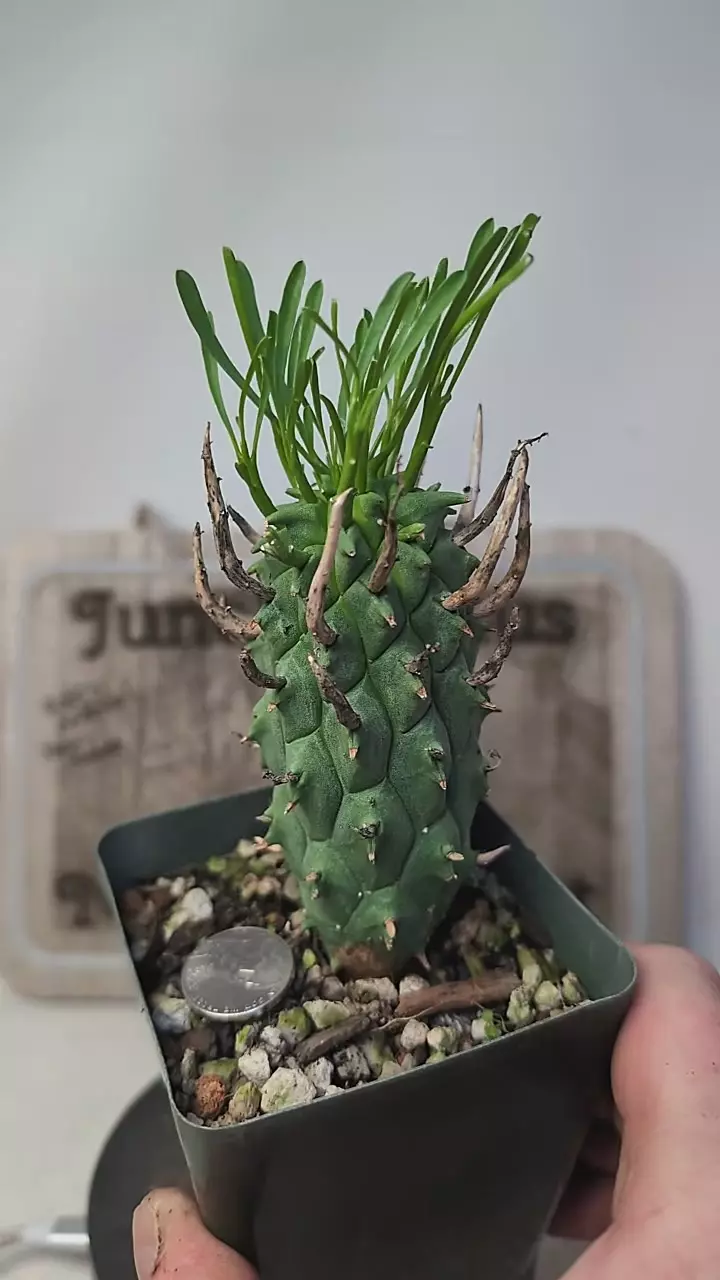 plant/j434 Euphorbia schoenlandii 3.5" potn-0