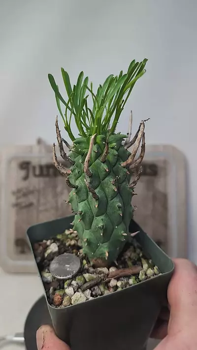 plant/j434 Euphorbia schoenlandii 3.5" potn-0-thumbnail