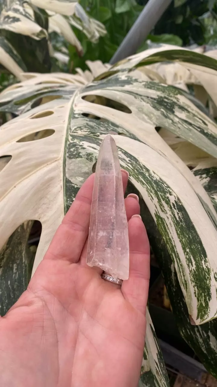 plant/PSS-0096 Quartz Point-0