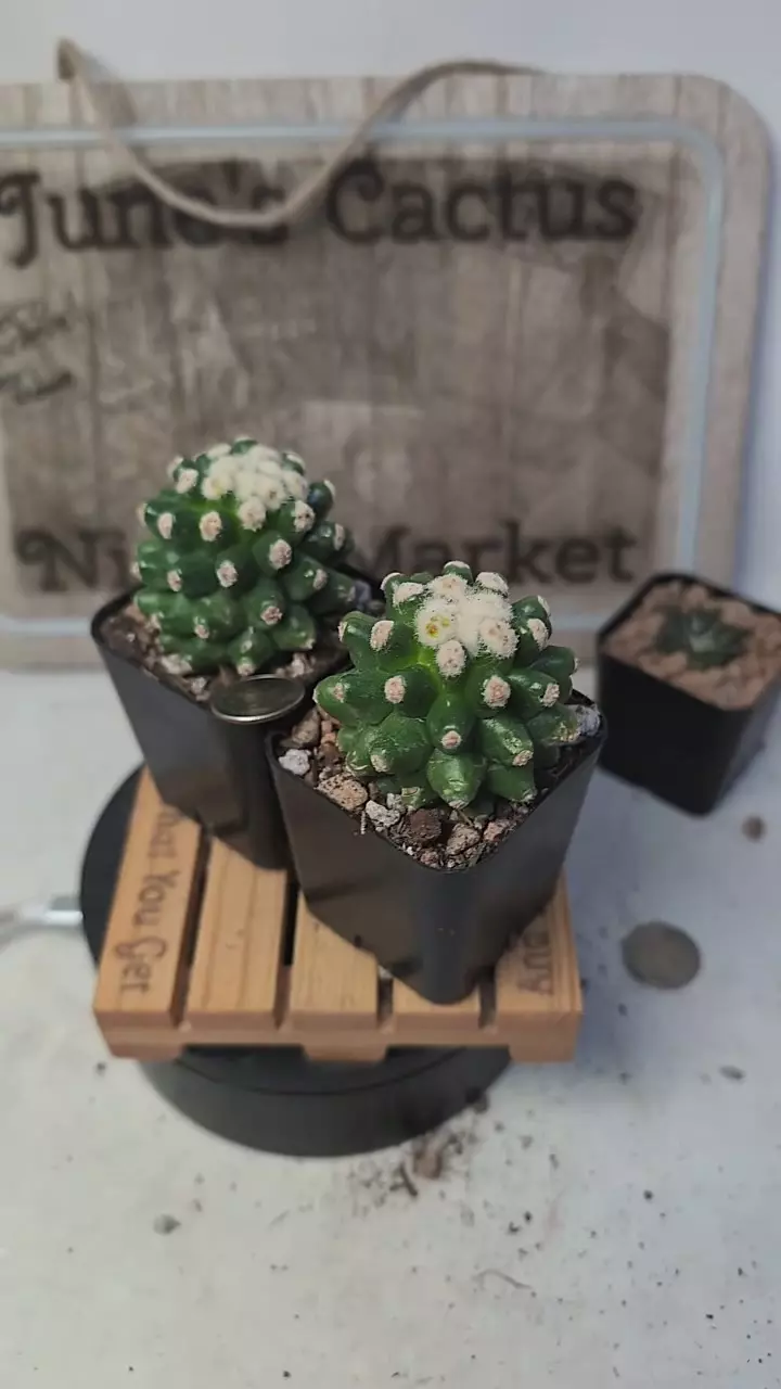 plant/j448 tiny spine golden barrel vavtus 2" pots gc-0