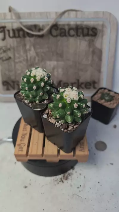 plant/j448 tiny spine golden barrel vavtus 2" pots gc-0-thumbnail