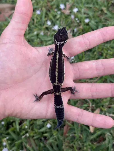 plant/Black Night baby-2-thumbnail