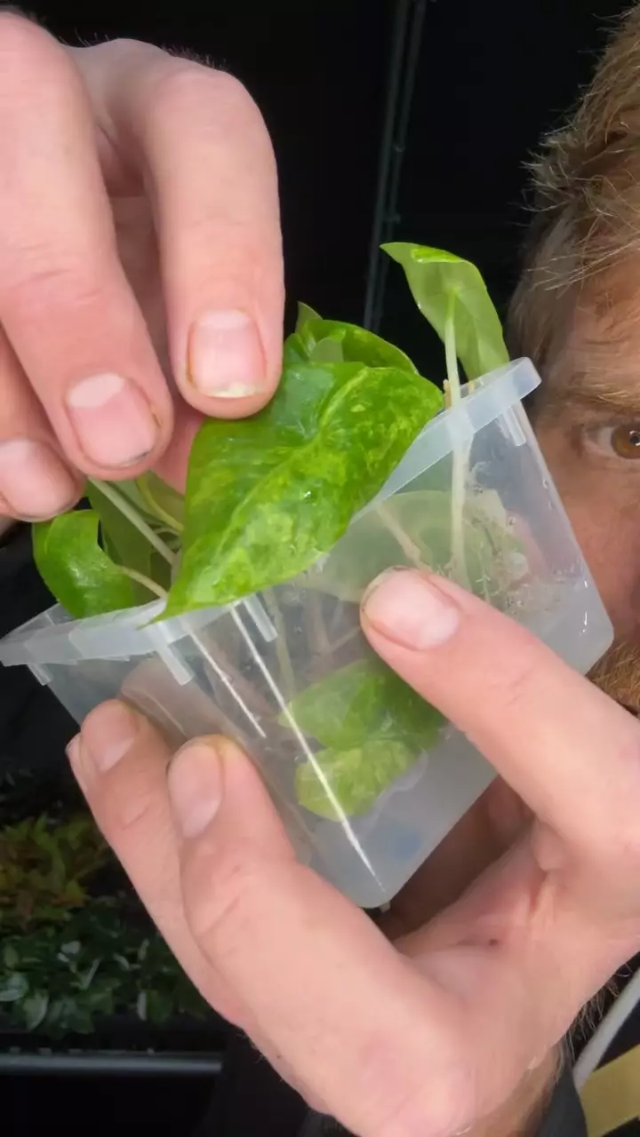 plant/Alocasia Morocco variegated 1 pack TC growers choice-0