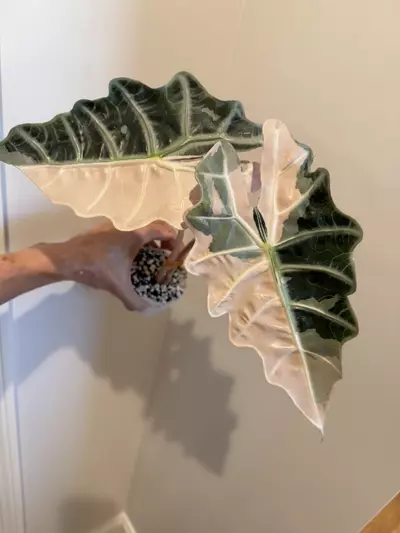 plant/c4-29 CORM Amazonica True Pink-0-thumbnail