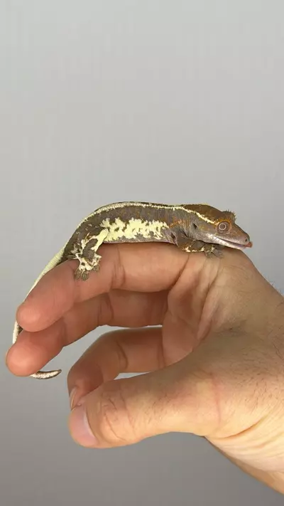 plant/Frappuccino crestie female-3-thumbnail