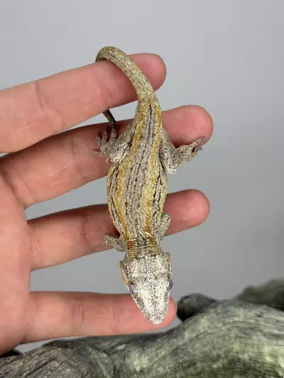 plant/Orange Stripe gargoyle-3-thumbnail