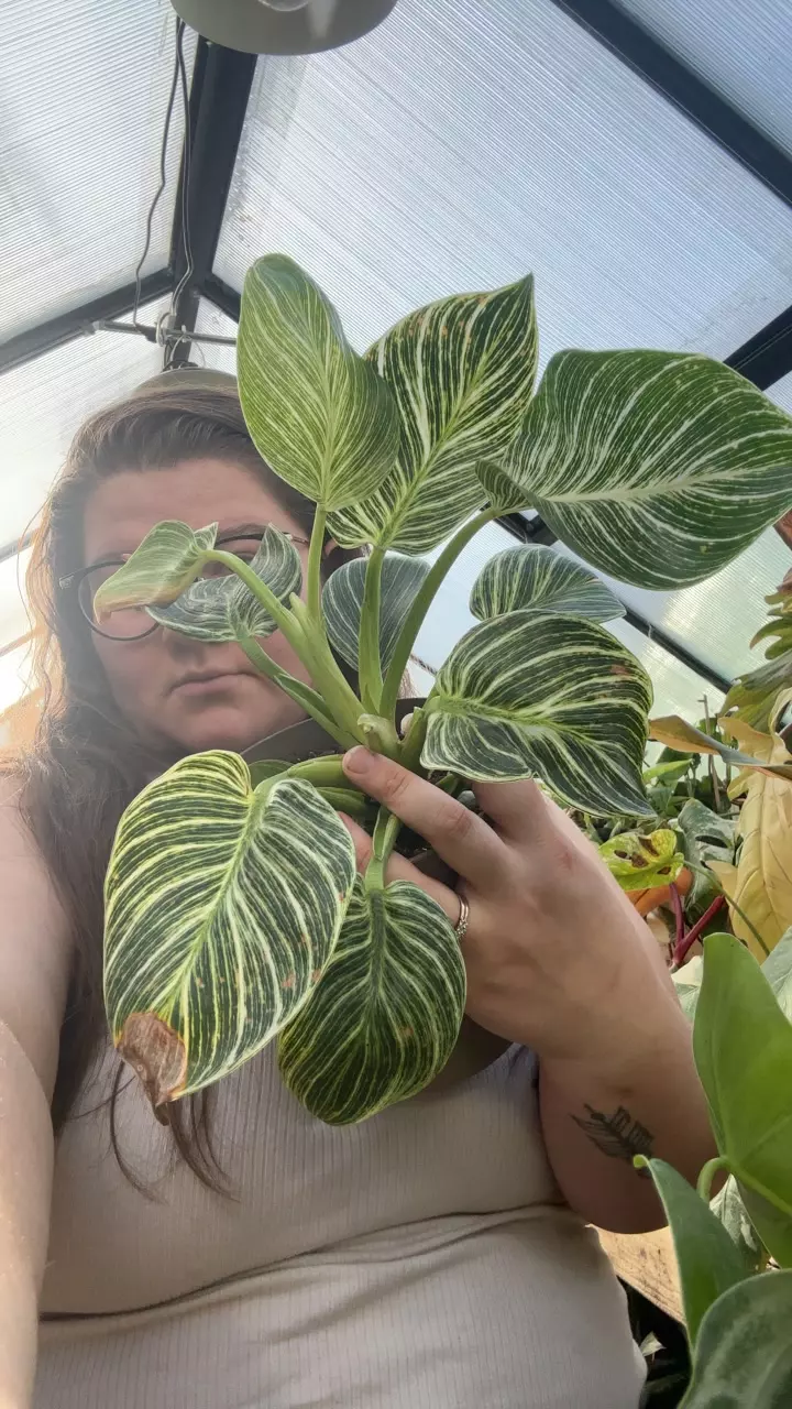 plant/philo birken 0168-0