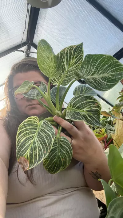 plant/philo birken 0168-0-thumbnail