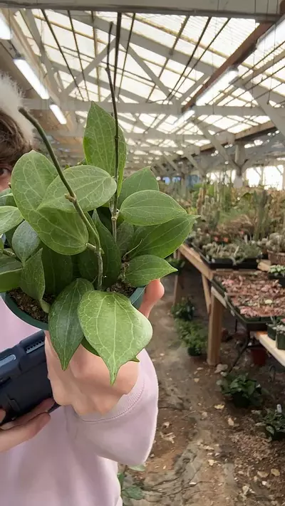 plant/H564 fitchii-0-thumbnail