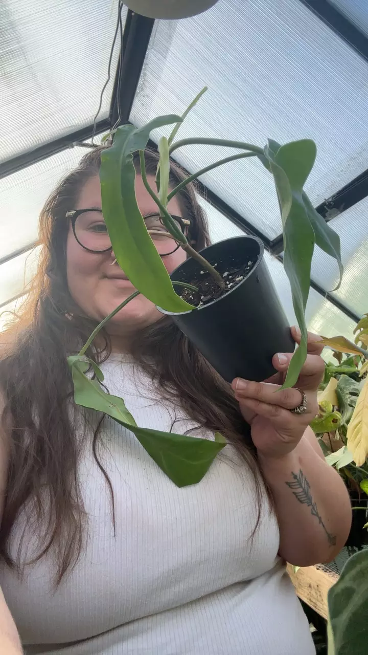 plant/Jerry horn 0166-0