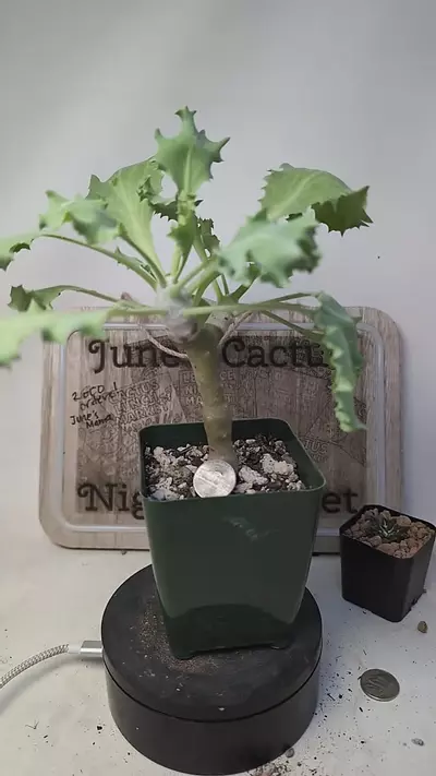 plant/j450 othonna cremniphila 3.5" pot-0-thumbnail