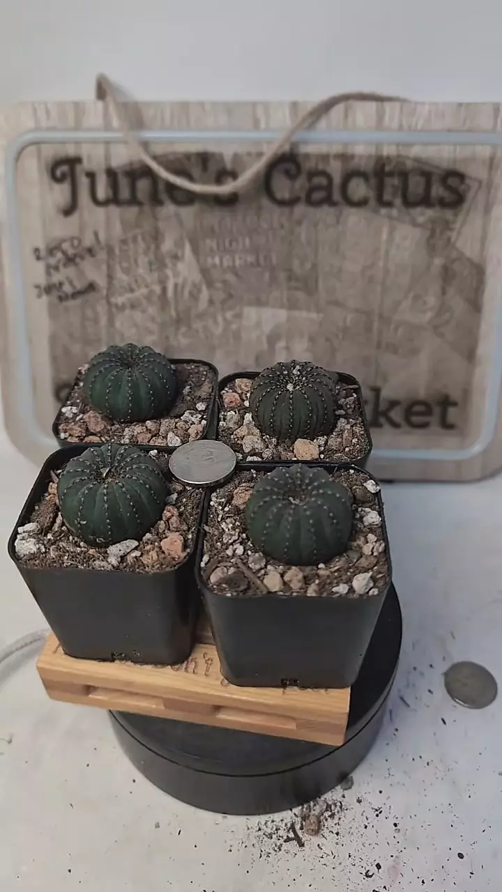 plant/j440 frailea castanea,  2" pots gc-0