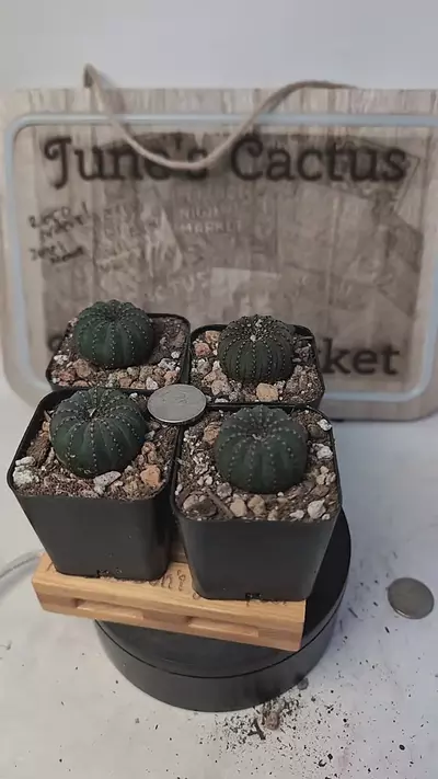 plant/j440 frailea castanea,  2" pots gc-0-thumbnail