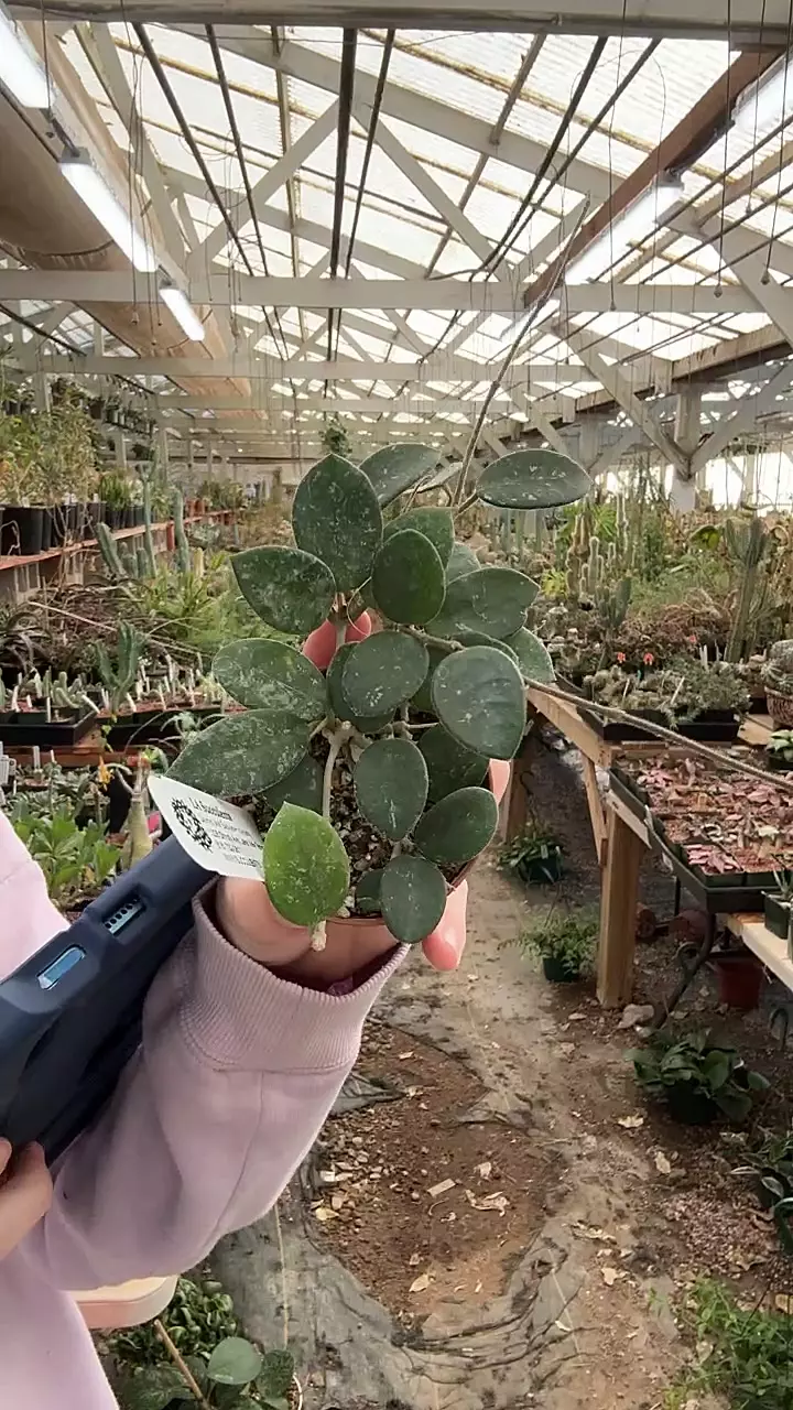 plant/H557 mathilde-0