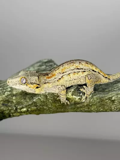 plant/Orange Stripe gargoyle-0-thumbnail