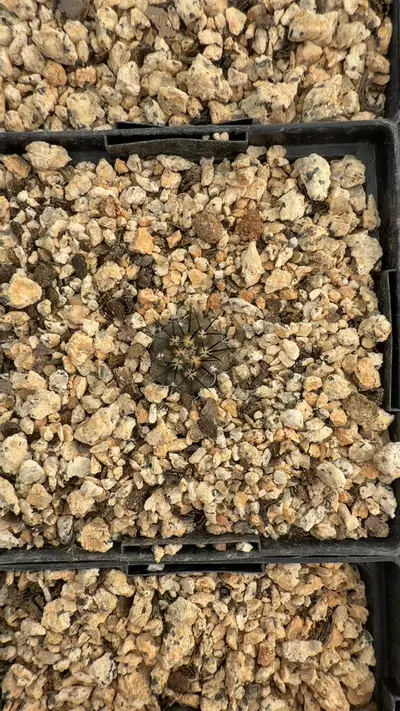 plant/copiapoa hybrid mix GC-0-thumbnail