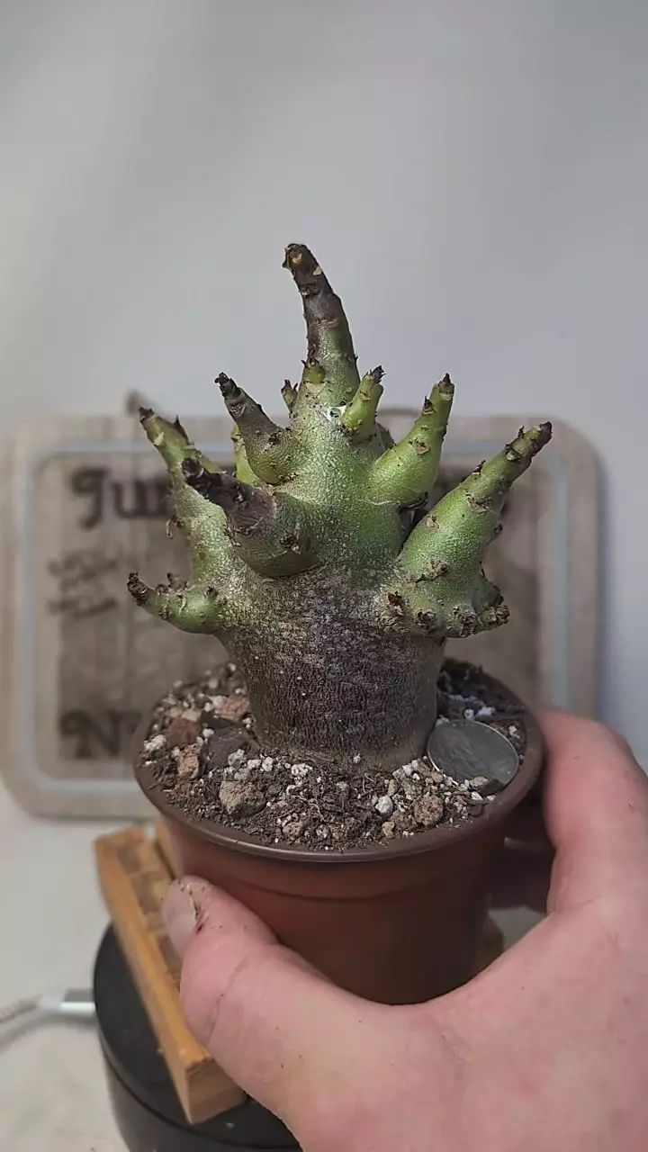 plant/j431 dark skin Adenium arabicum 4" pot-0