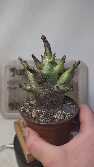 plant/j431 dark skin Adenium arabicum 4" pot-0-thumbnail