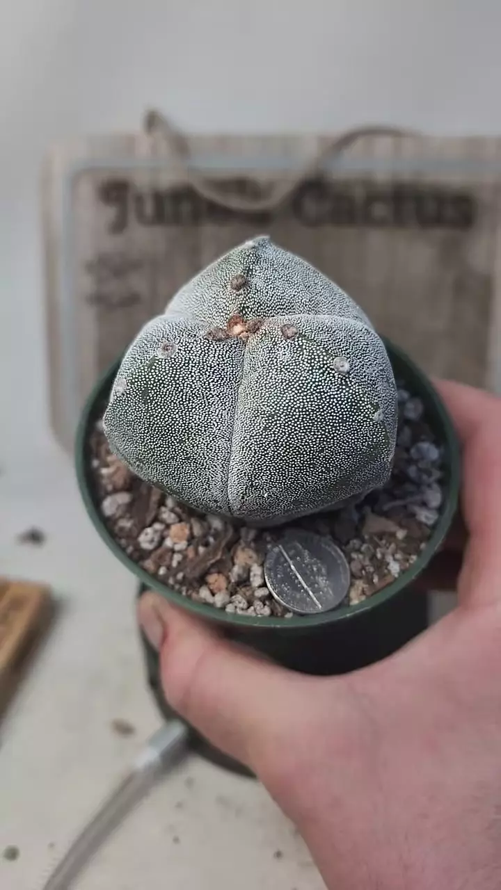 plant/j391 big 3 ribbed Astro 4" pot-0