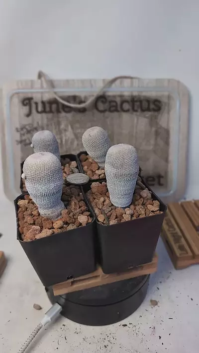 plant/j392 epithelantha bokei 2.25" pots gc-0-thumbnail