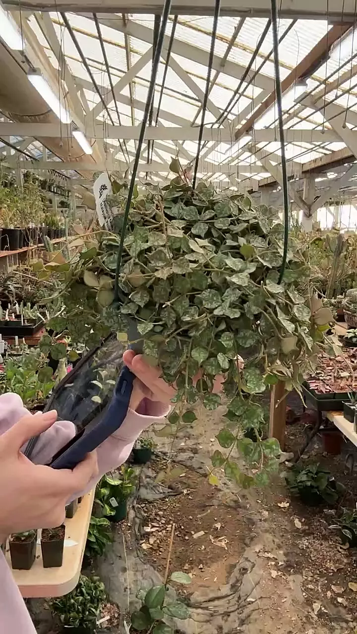 plant/H555 curtissii-0