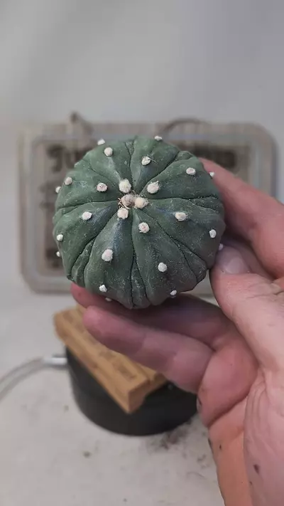 plant/j452 Astro asterias fukuryu 3.25" wide-0-thumbnail