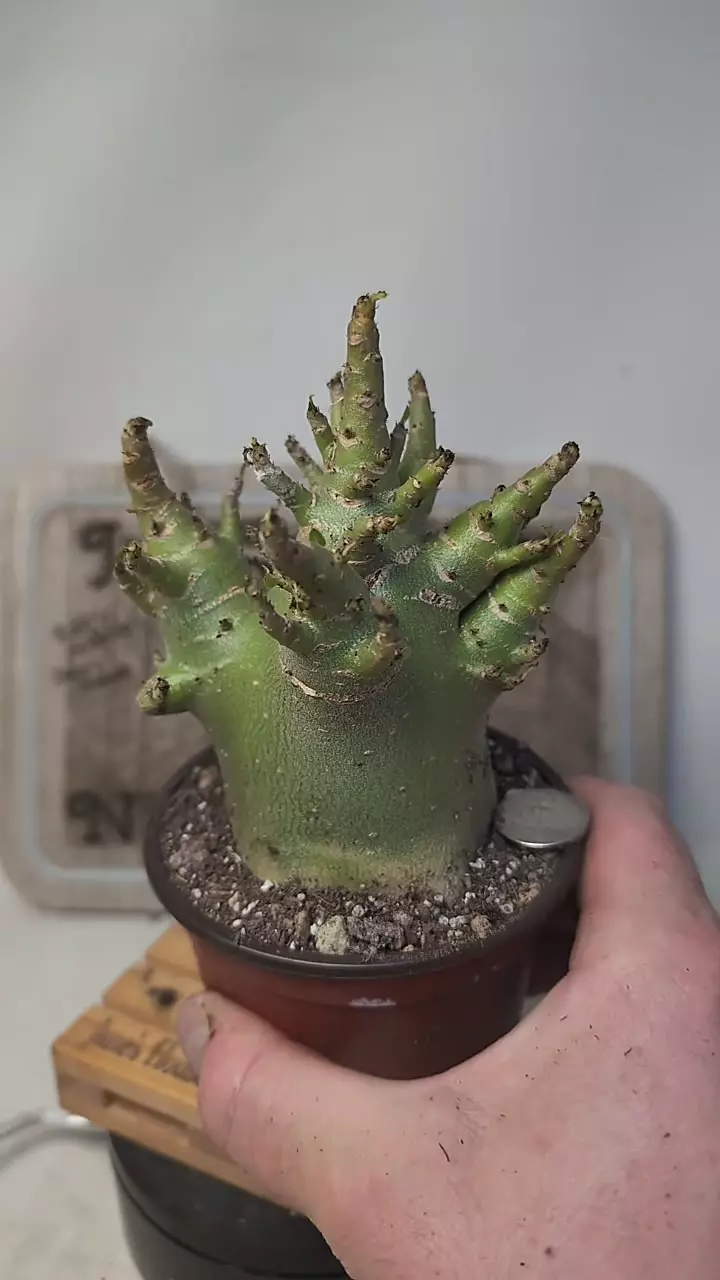 plant/j432 Adenium arabicum 4" pot-0