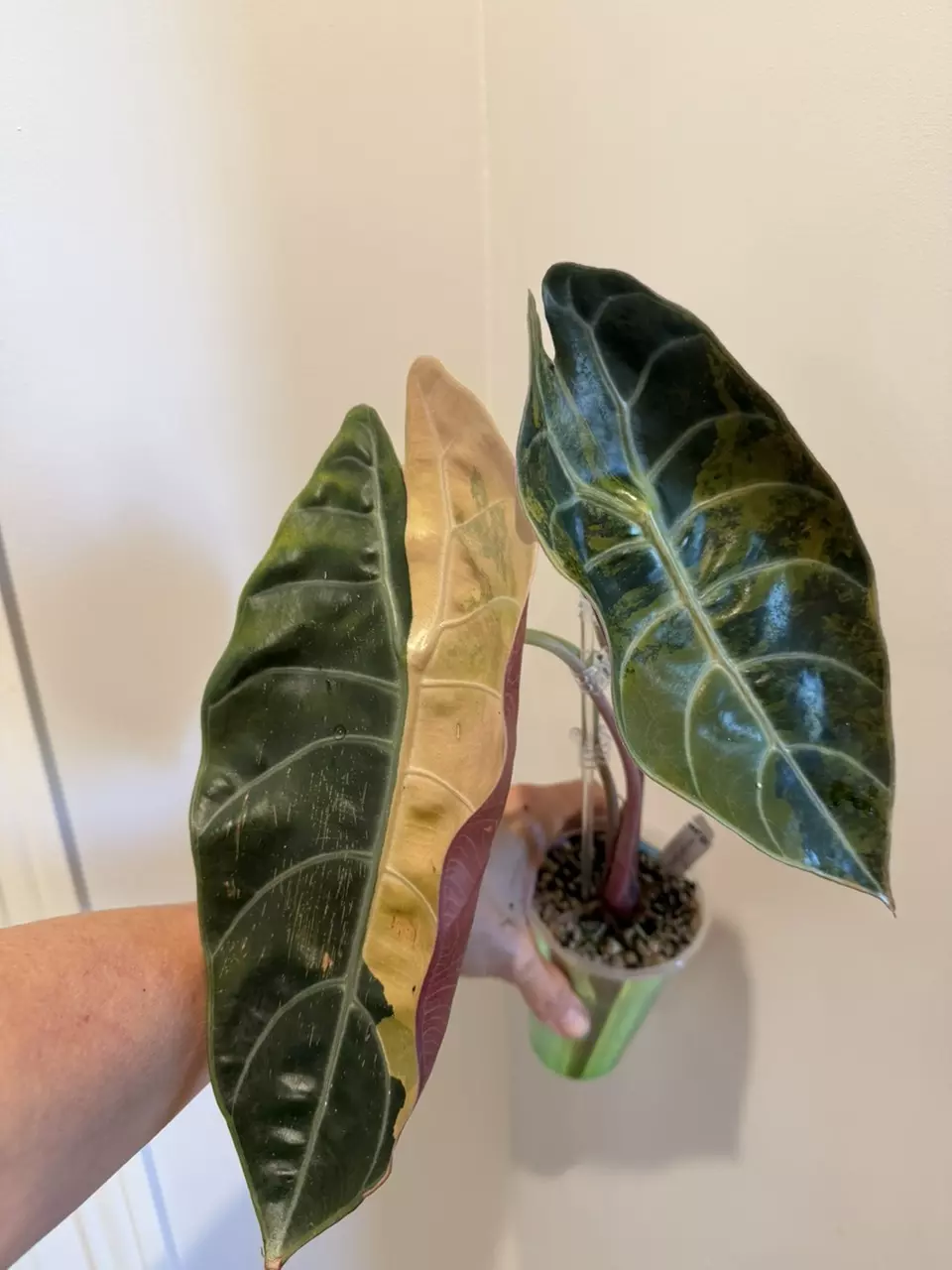 plant/Sedenii Aurea Corm-0