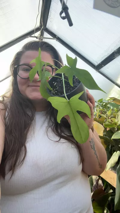 plant/Florida ghost 0155-0-thumbnail