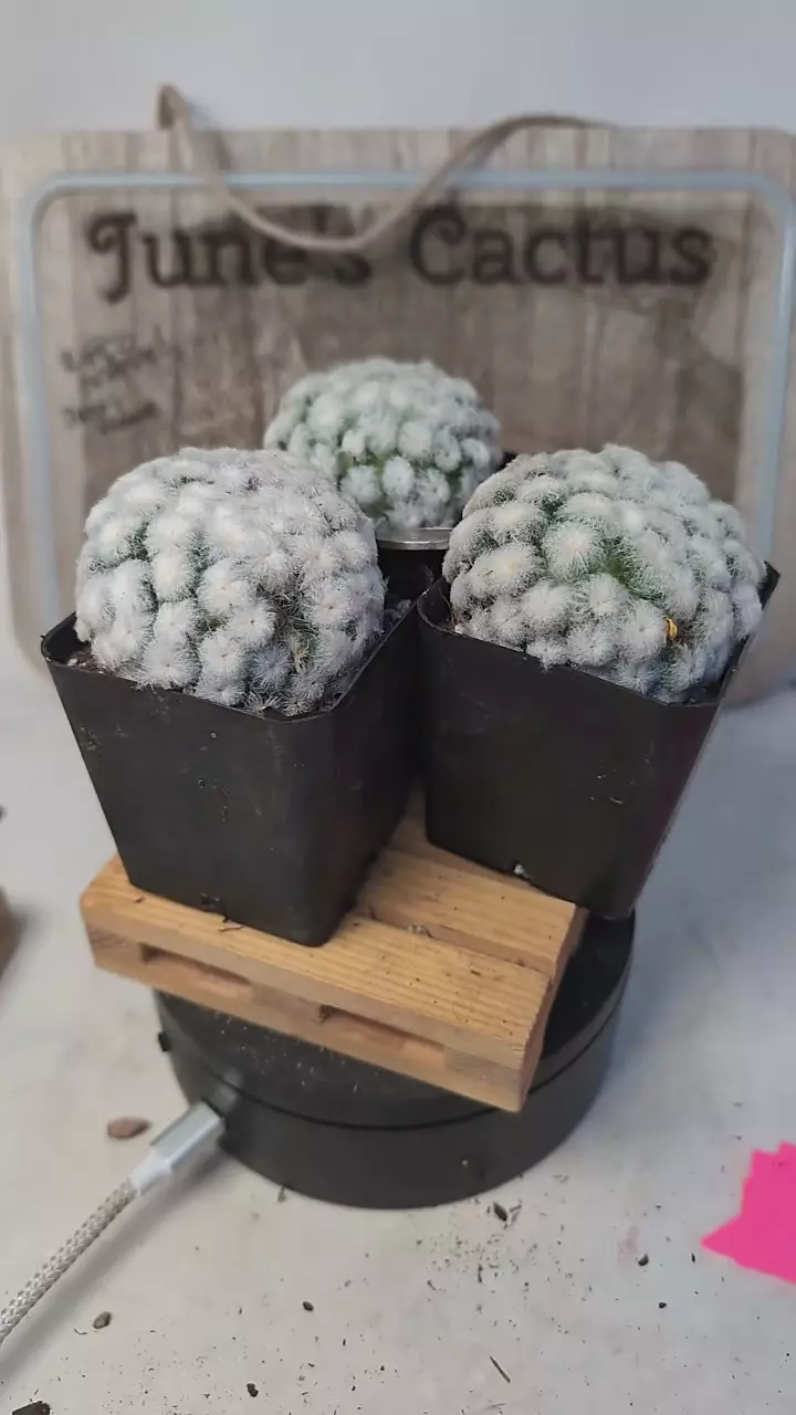 plant/j376 Mammillaria plumosa, Japan clone 2.25" pot gc-0